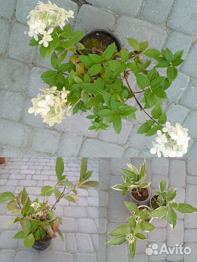 Кустарники, хвойники