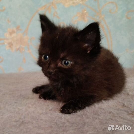 Котята, девочки