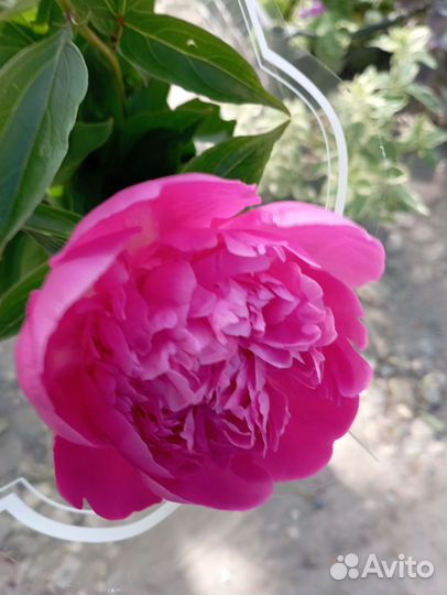 Многолетники