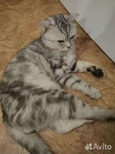 Шотландский Кот Вислоухий