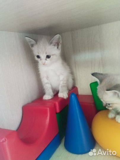 Котята тайской кошки