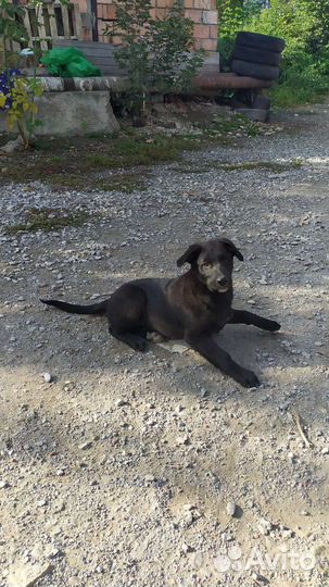 Собака в добрые руки