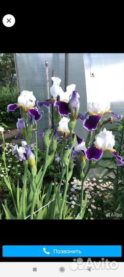 Ирис бородатый