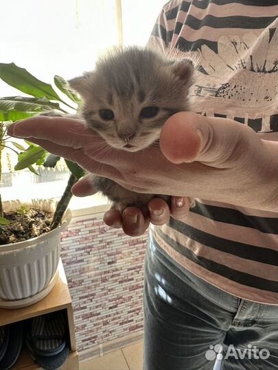 Котята