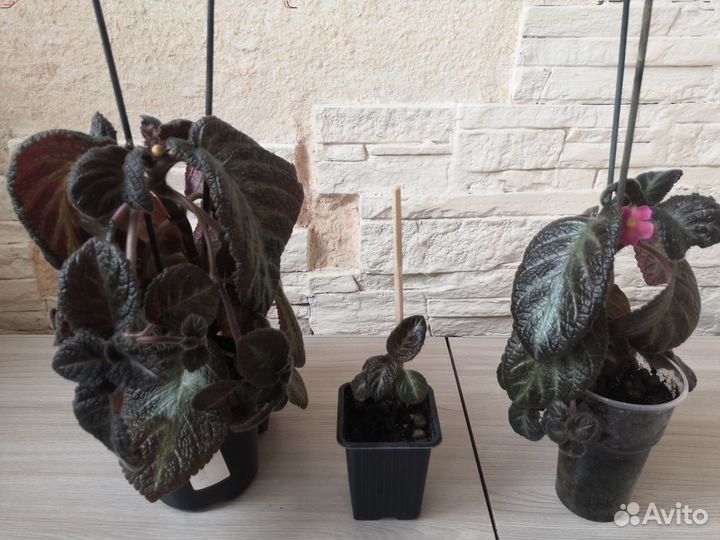 Комнатные растения цветы