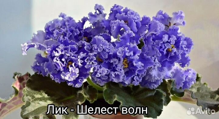 Фиалки сортовые