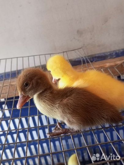 Утята в наличии старт 53,адегель, есть подрощенные