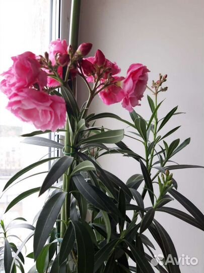 Олеандр махровый