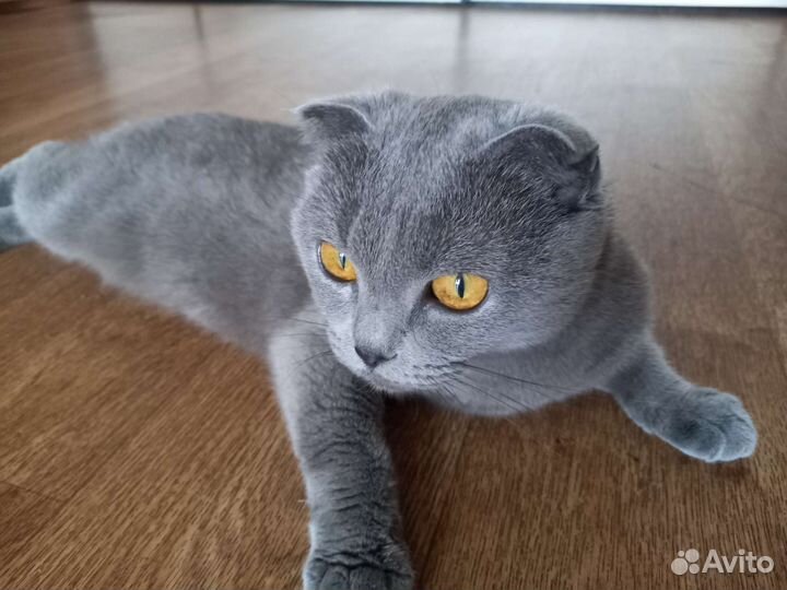 Британская вислоухая кошка