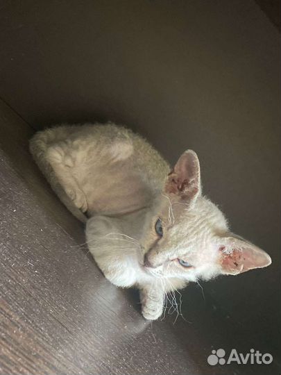 Котята девон-рекс