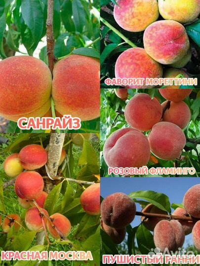 Саженцы плодовых деревьев