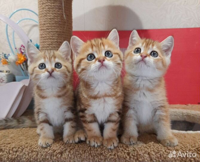 Шотландские котята из питомника