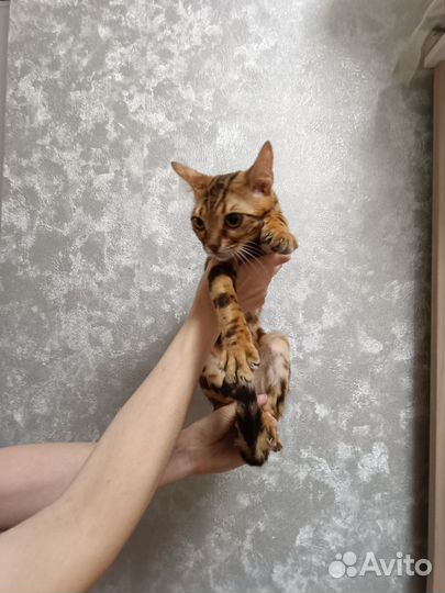 Котик мальчик