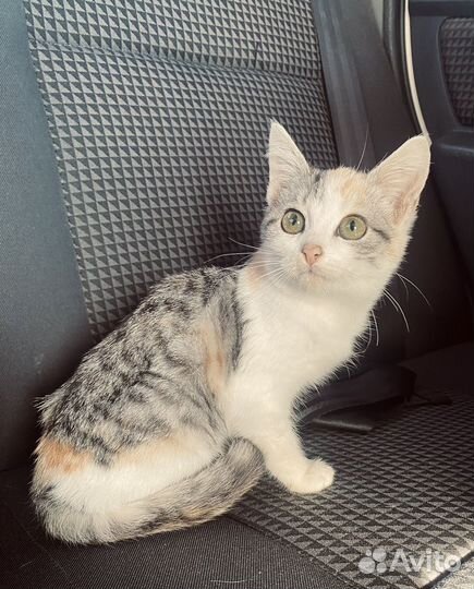 Котенок Девочка