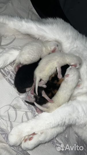 Котята турецкой ангоры