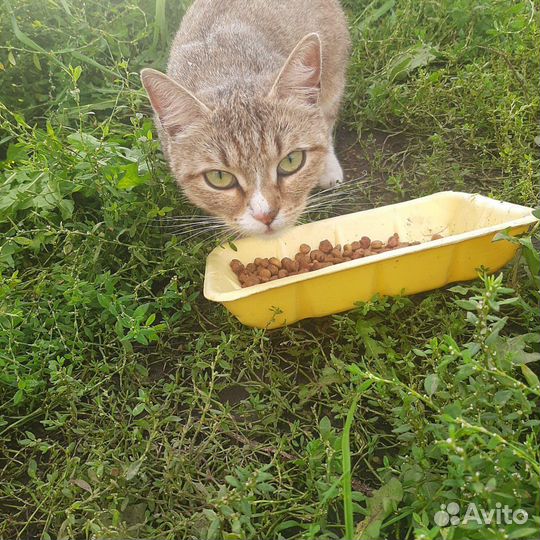 Кошечка в добрые руки