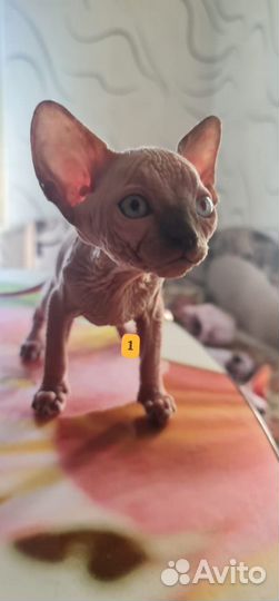 Канадский сфинкс котенок девочка