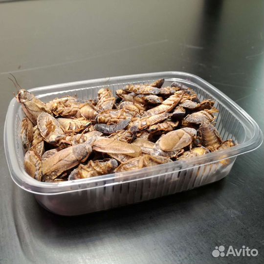 Замороженный корм для ящериц, птиц, лягушек