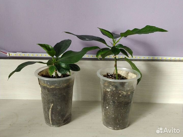 Гибискус оранжевый