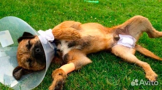 Ветеринарный врач на дом / Выезд / Кастрация