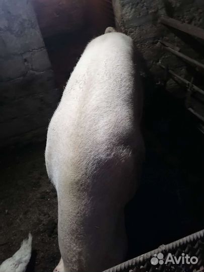 Продаю хряка