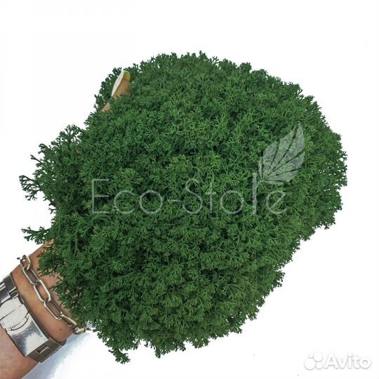 Стабилизированный мох