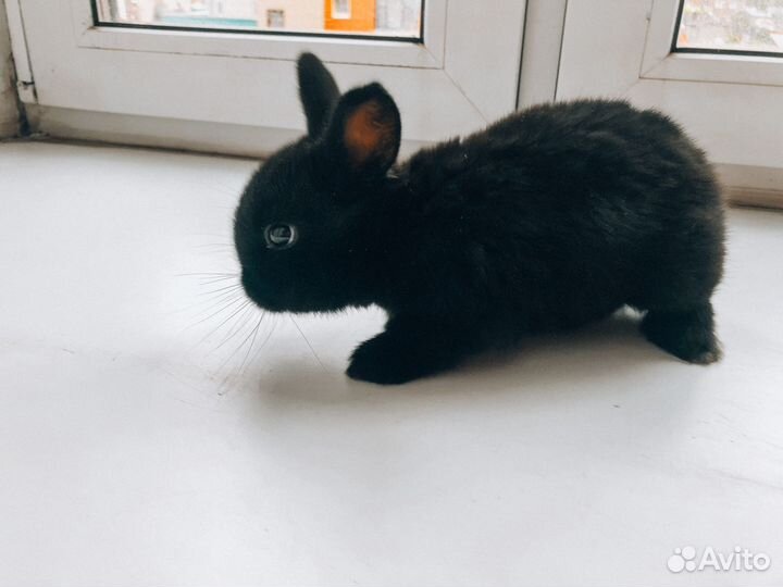 Карликовые крольчата мини