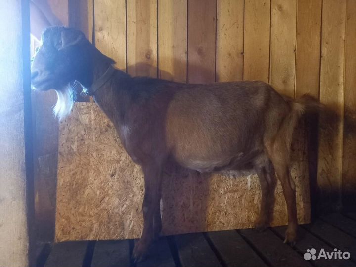 Козы дойные