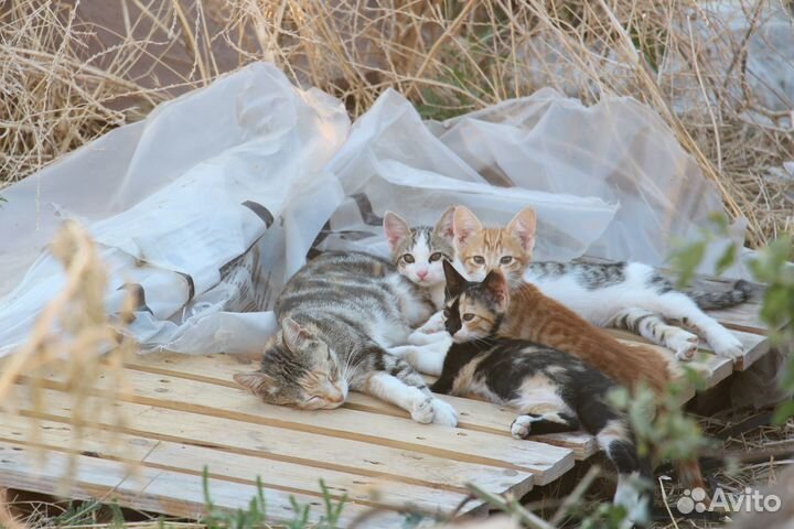 Отдам котят в добрые руки