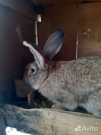 Фландры, Строкачи (нпв)