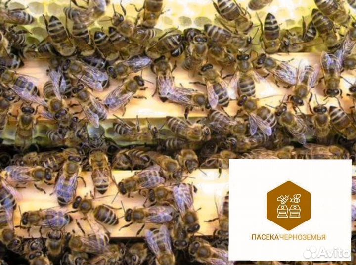 Карника 2025 пчелопакеты