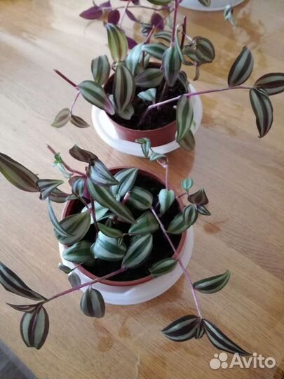 Традесканция зебрина