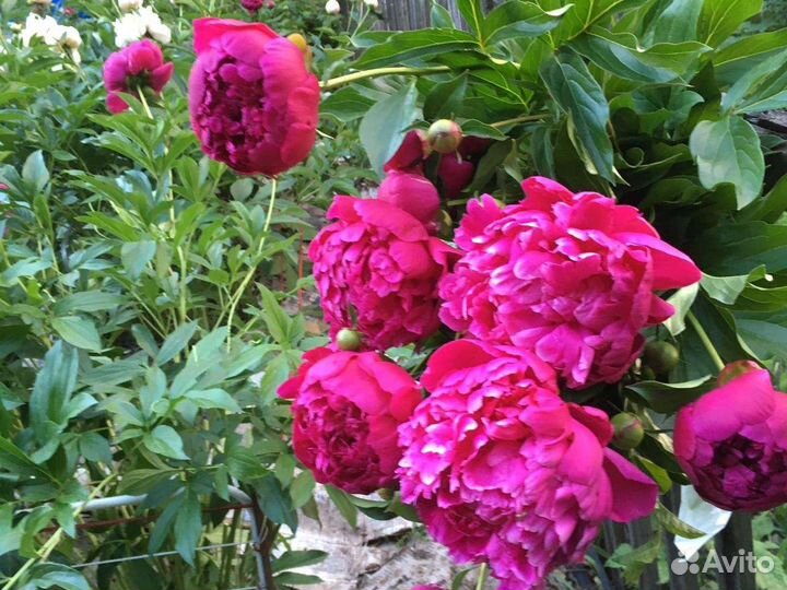 Пионы сортовые на срезку, букеты 101 пион