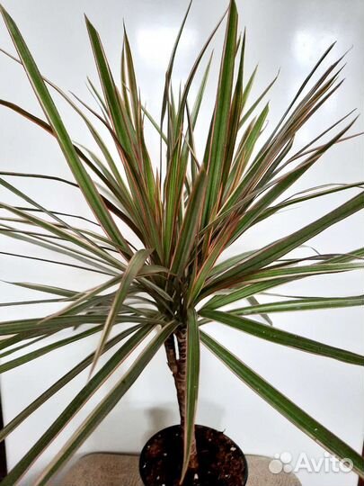 Драцена Маргината Биколор, Чарли папоротник Мариса