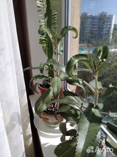 Комнатные цветы