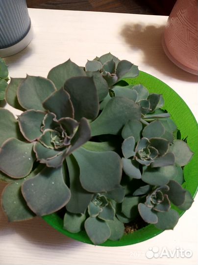 Суккуленты набор