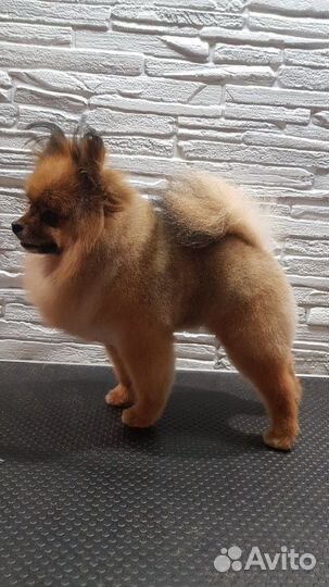 Стрижка собак