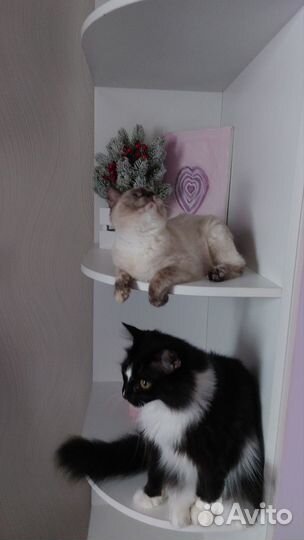 Котенок 3 мес. К лотку приучена