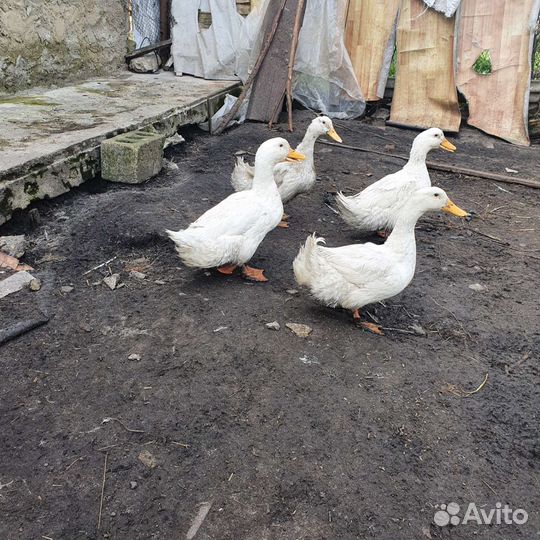 Утки на племя