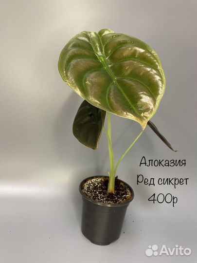 Алоказия ред сикрет