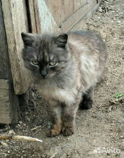 Шикарные стерилизованные кошки мышеловки