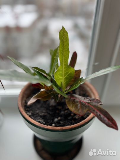 Кротон (Кодиеум) Экселент трехлопастный