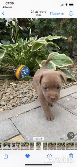 Щенок 2 мес (девочка)