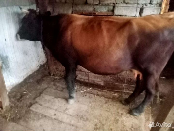 Корова и теленок