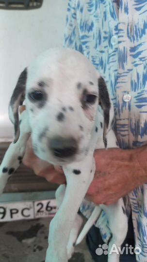 Щенки Далматина