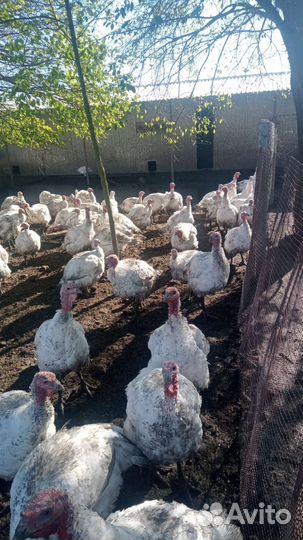 Индюк живым весом