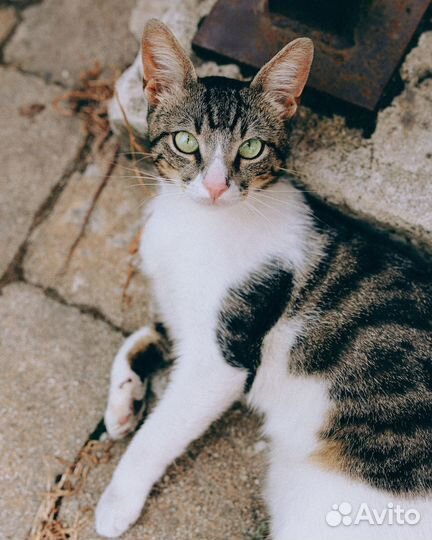 Молодой котик