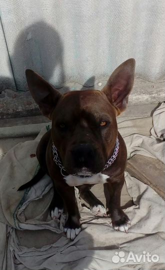 Метис Стаффорда в добрые руки