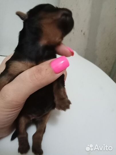 Щеночки Йорка