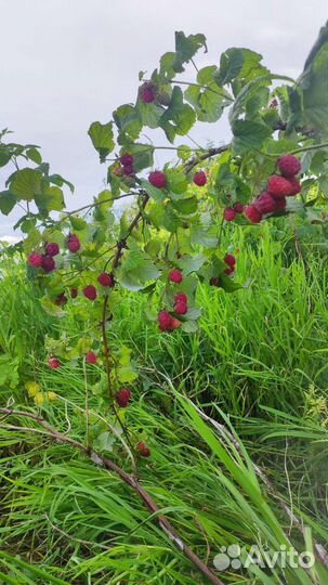 Саженцы малины